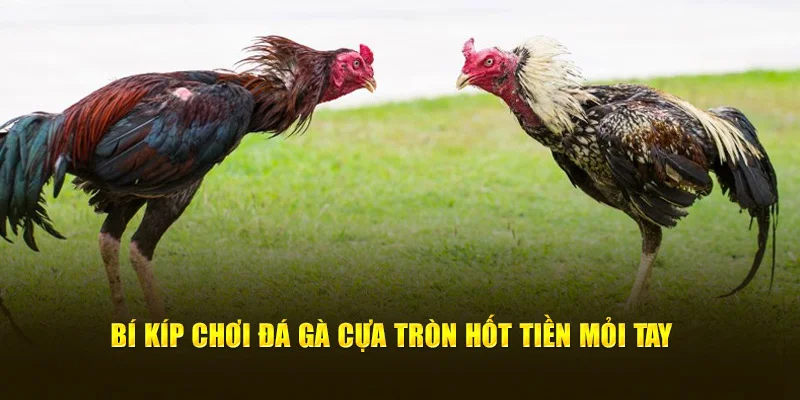 Bí kíp chơi đá gà cựa tròn hốt tiền mỏi tay 