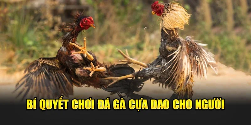 Bí quyết chơi đá gà cựa dao cho người