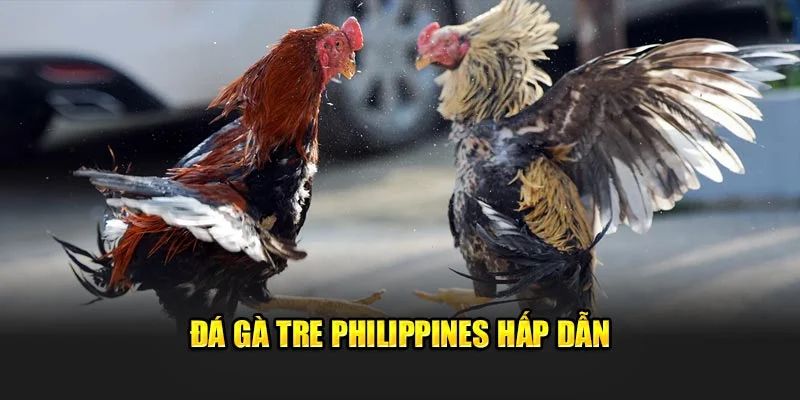 Đá gà tre Philippines hấp dẫn