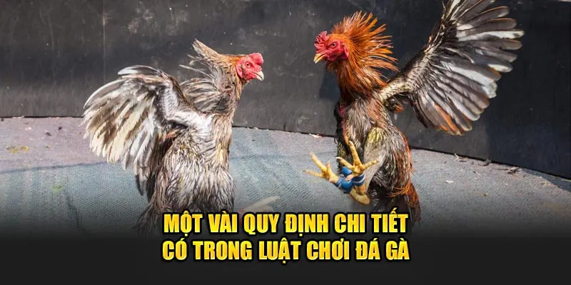 Một vài quy định chi tiết có trong luật chơi đá gà